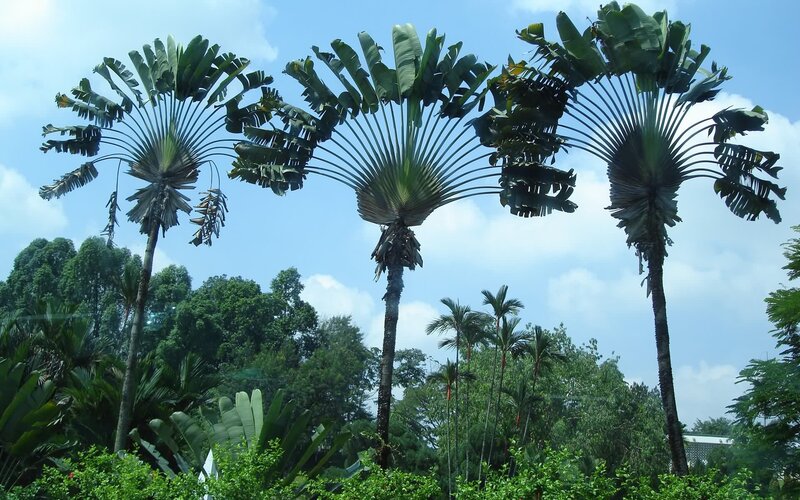 Three Fan Palms — Green