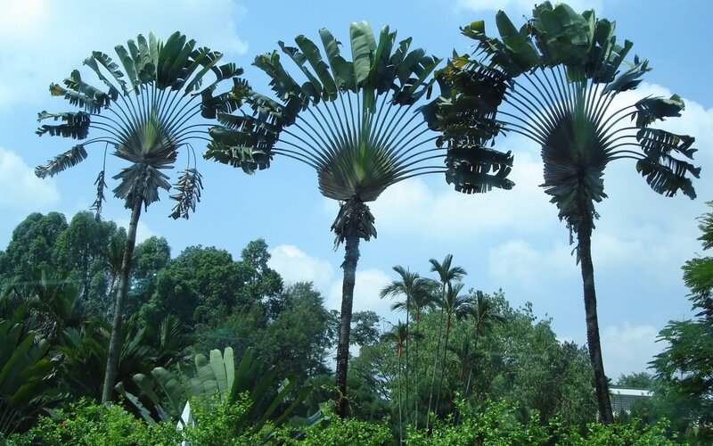 Three Fan Palms