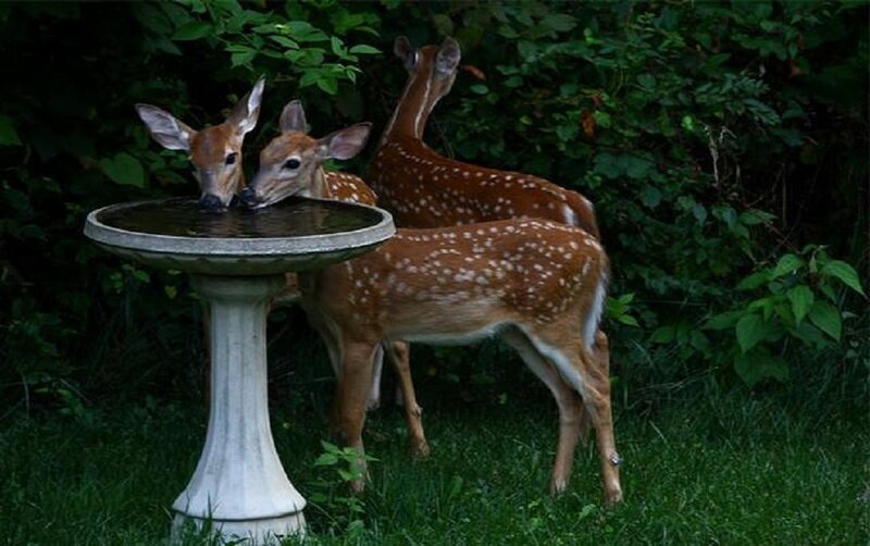 Three Fawns Drinking Water