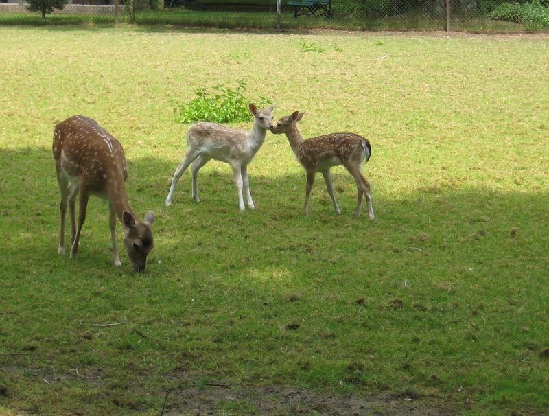 Three Fawns in Field — Green