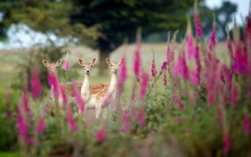 Three Fawns in Field — Pink