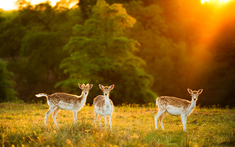 Three Fawns in Field