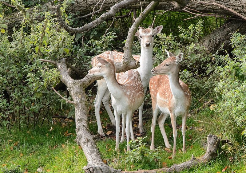 Three Fawns in Forest — Green