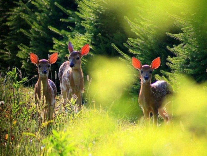 Three Fawns in Forest
