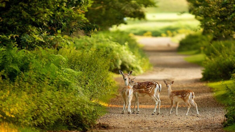 Three Fawns on Path — Green, Serene