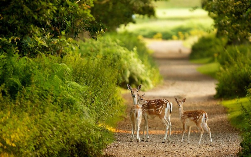 Three Fawns on Path — Green