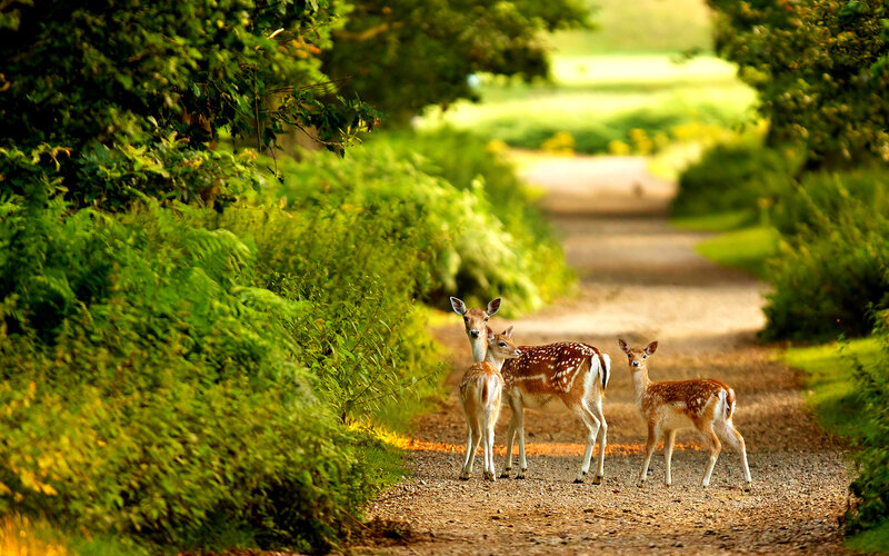 Three Fawns on Path