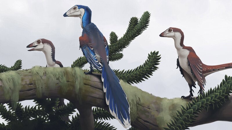 Three Feathered Dinosaurs