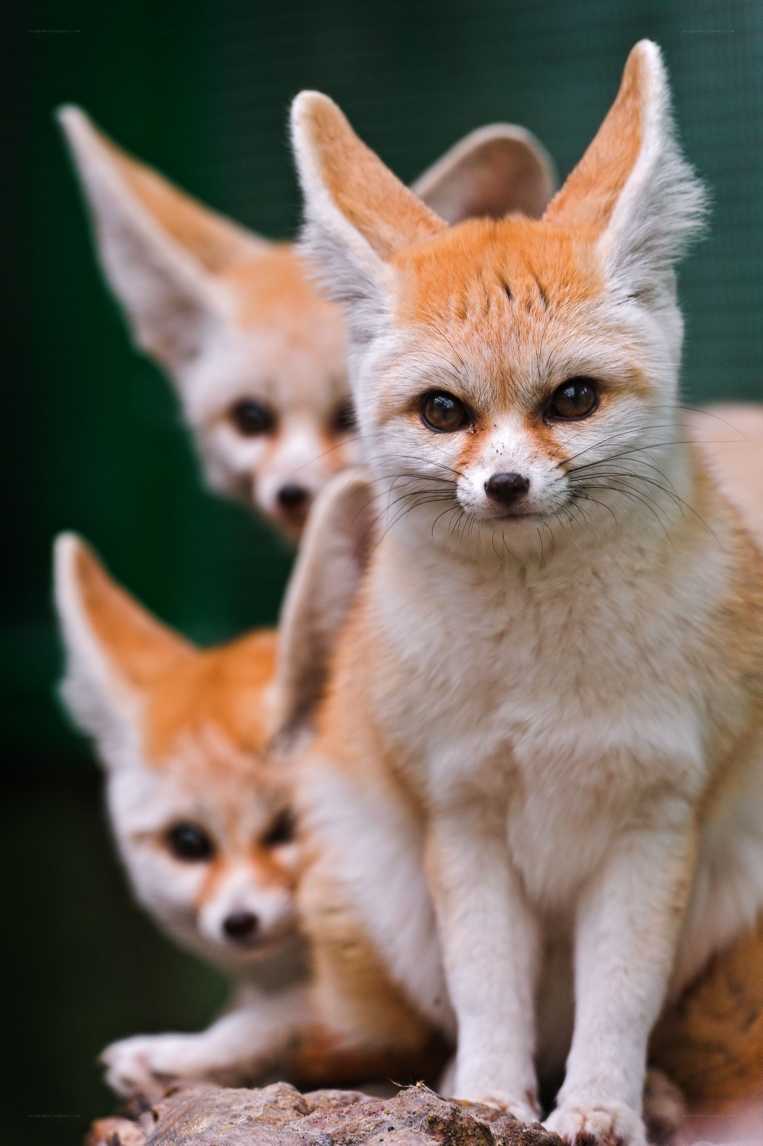 Three fennec foxes on a rock