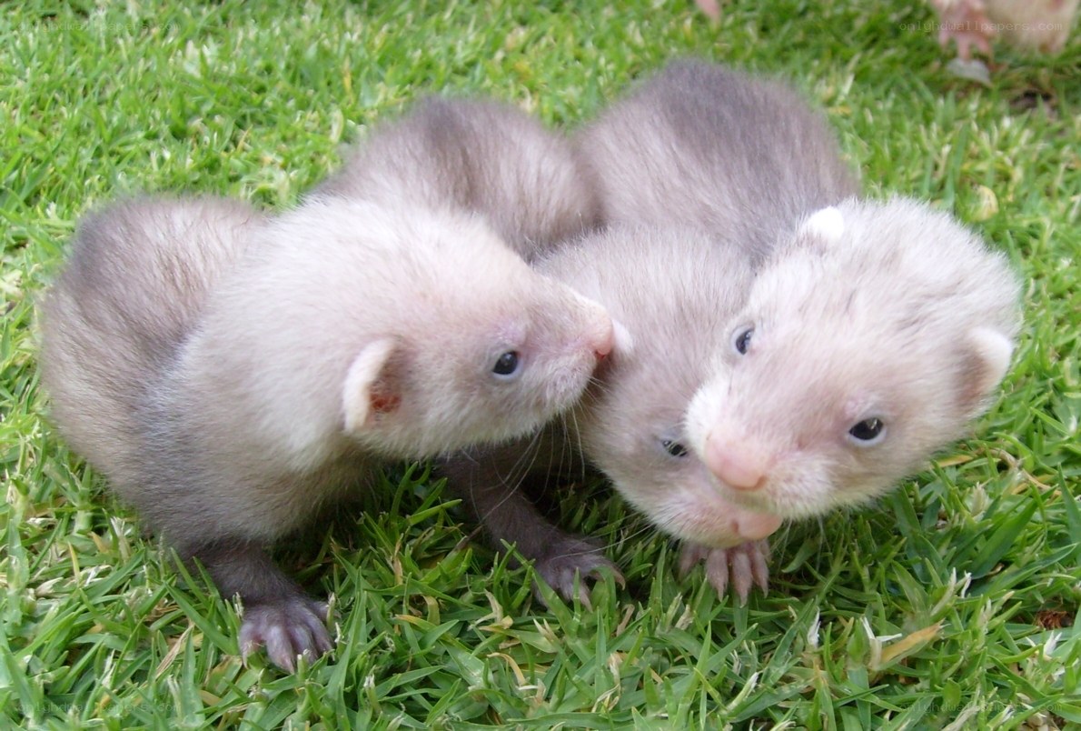 three ferret kits on grass