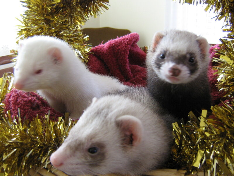 Three ferrets in holiday decor