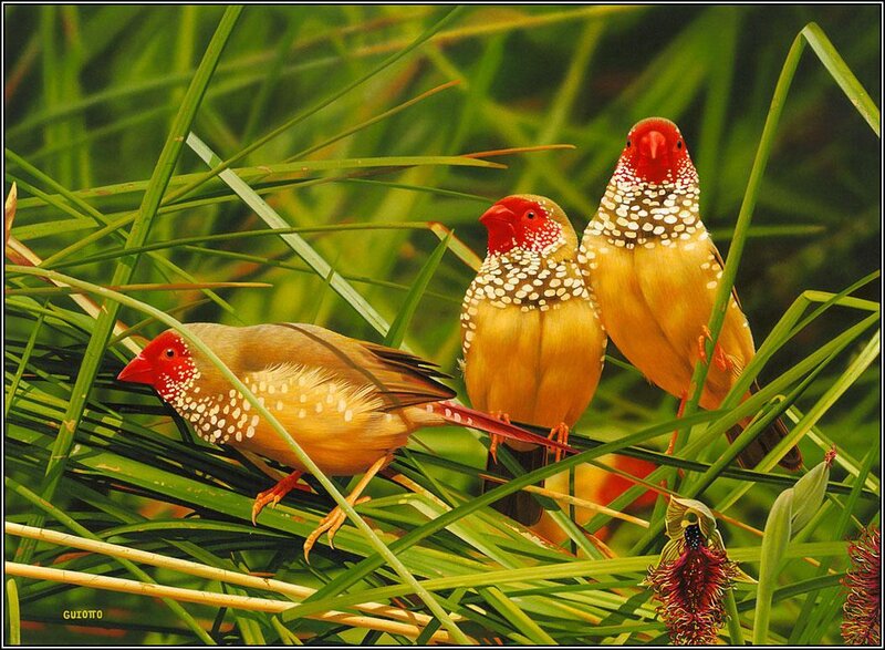 Three finches in grass