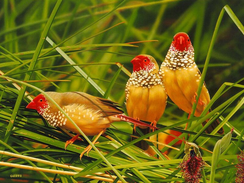 Three finches in green grass