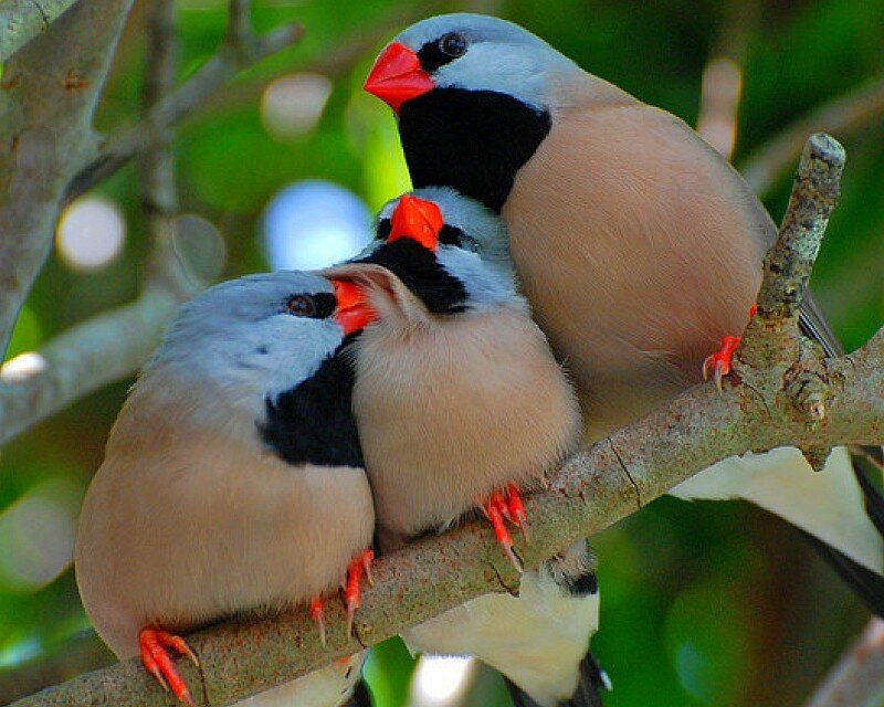 Three Finches on Branch