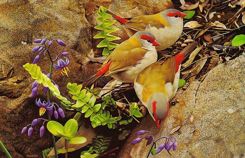 Three Finches on Rocks