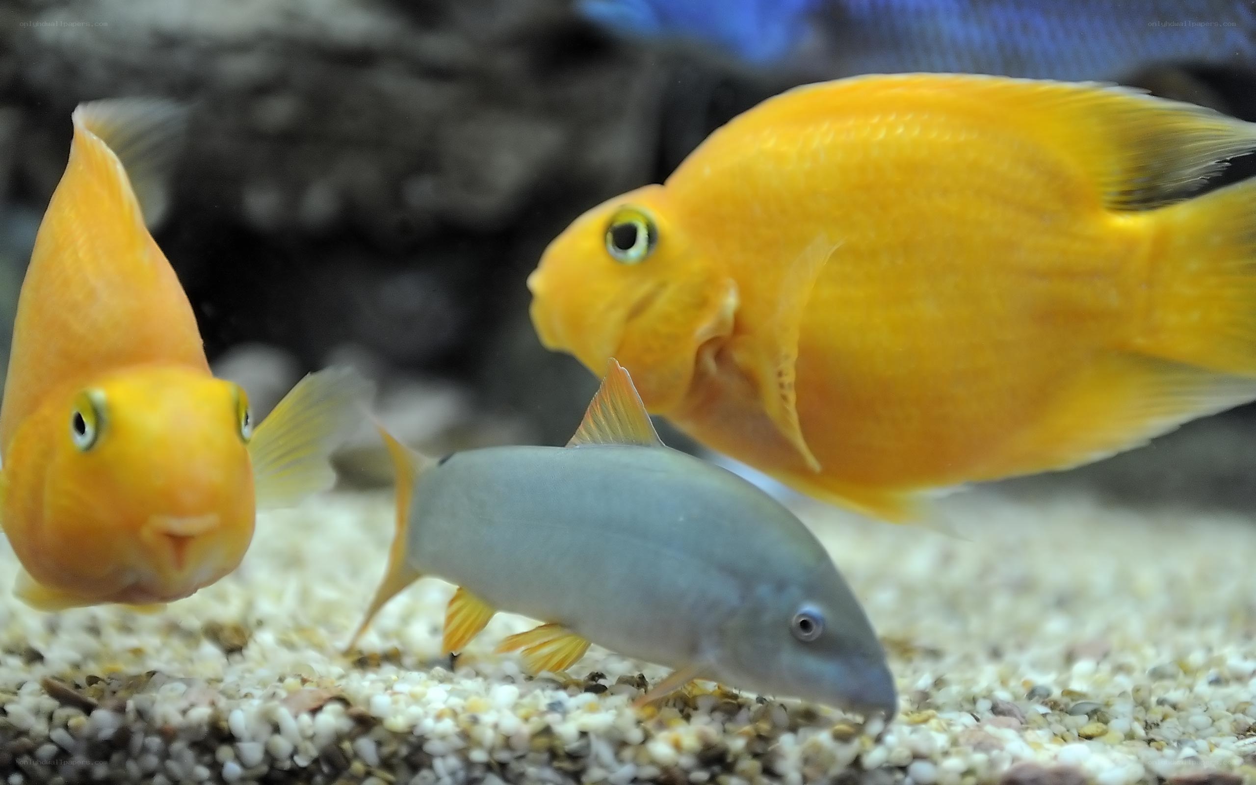 Three fish in an aquarium