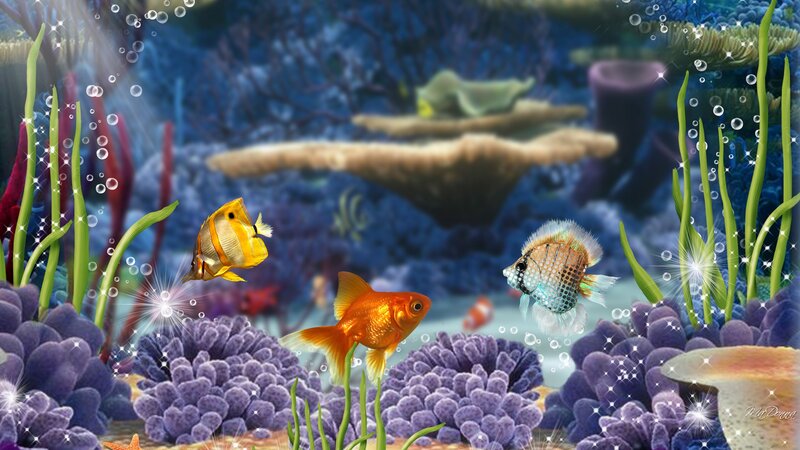 Three Fish in Aquarium