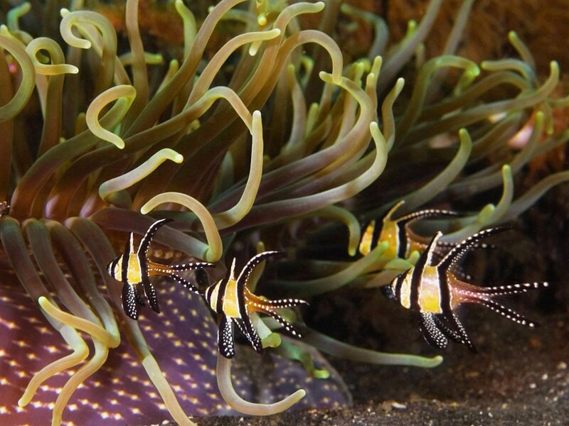 Three Fish Near Anemone