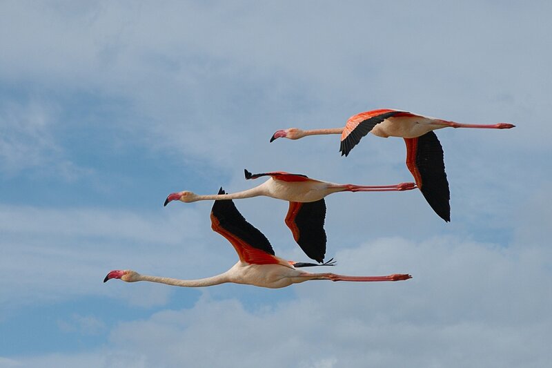 Three Flamingos in Flight