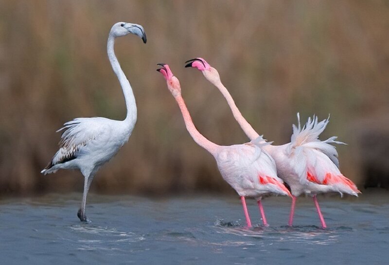 Three Flamingos in Water