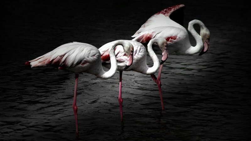 Three Flamingos in Water — White