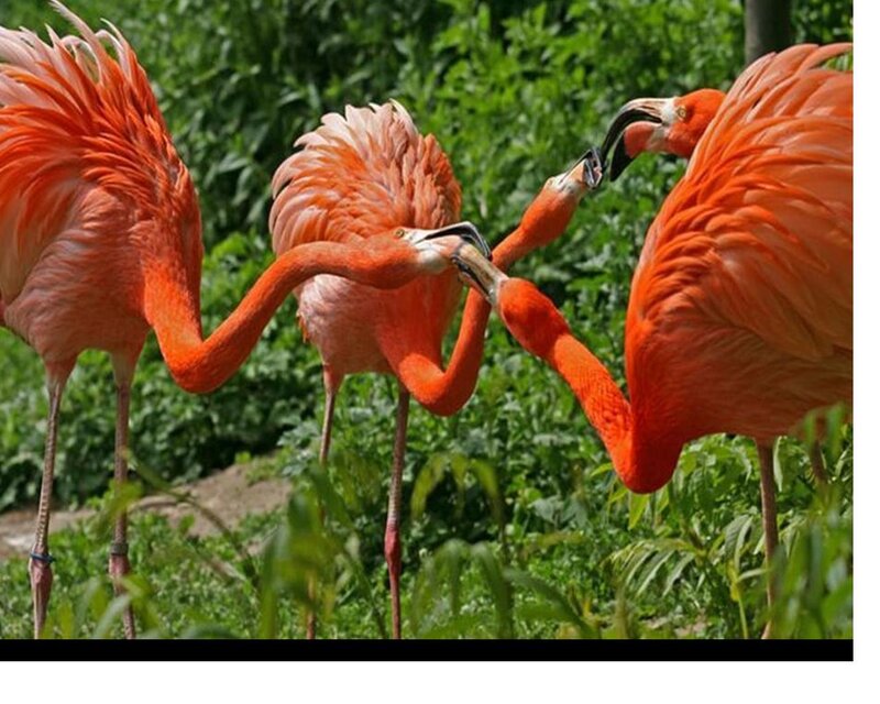 Three Flamingos Interacting — Pink