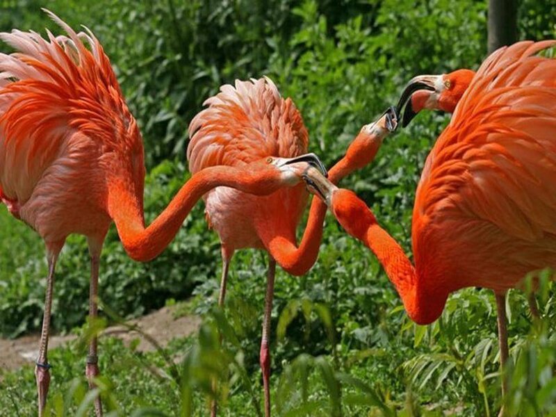 Three flamingos interacting