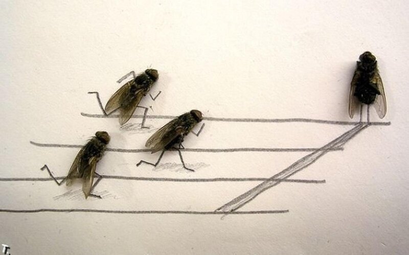 Three Flies Running