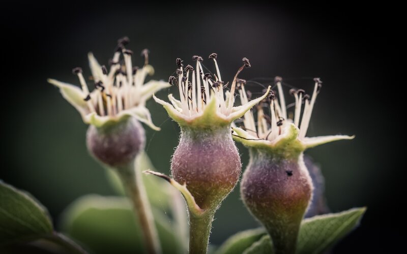 Three Flower Buds