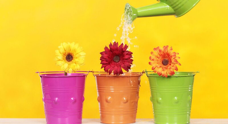 Three Flowers in Buckets