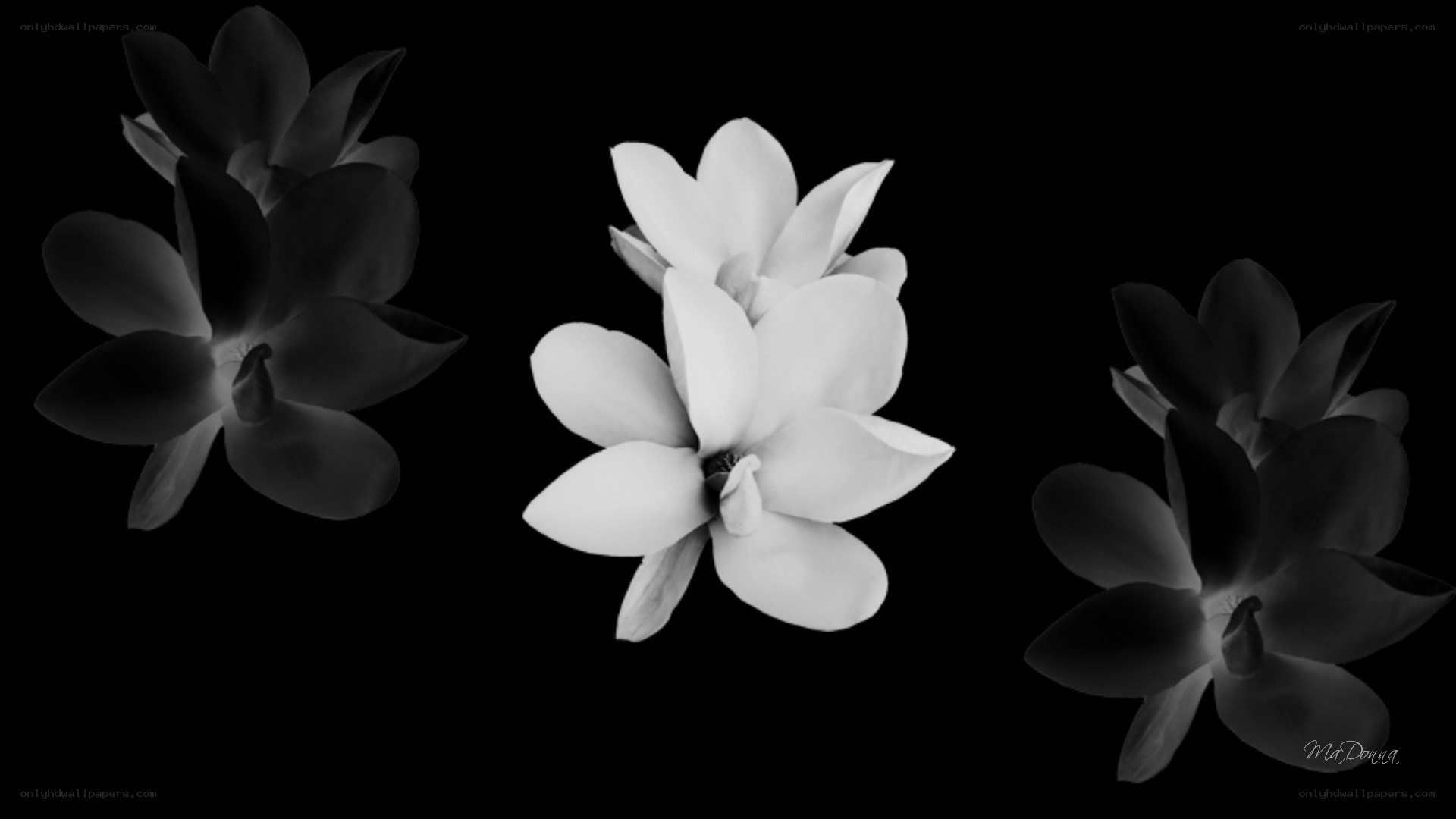 Three flowers in monochrome