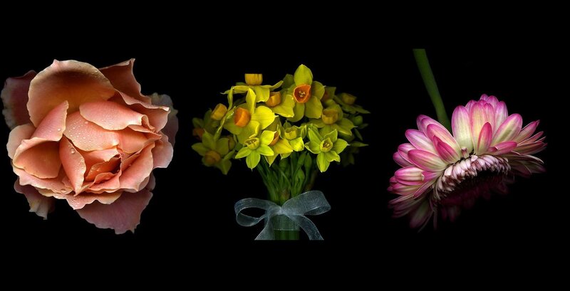 Three Flowers on Black