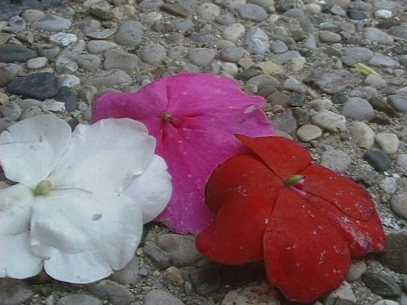 Three Flowers on Pebbles
