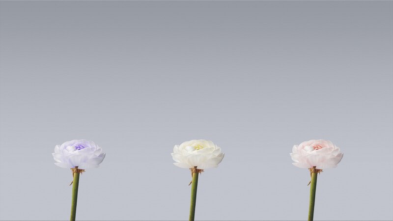 Three Flowers on Stems