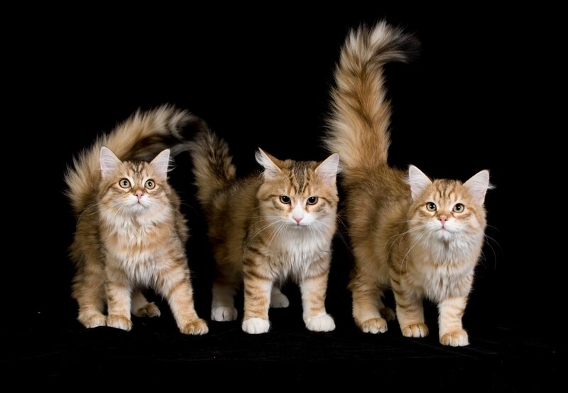 Three Fluffy Cats — Brown