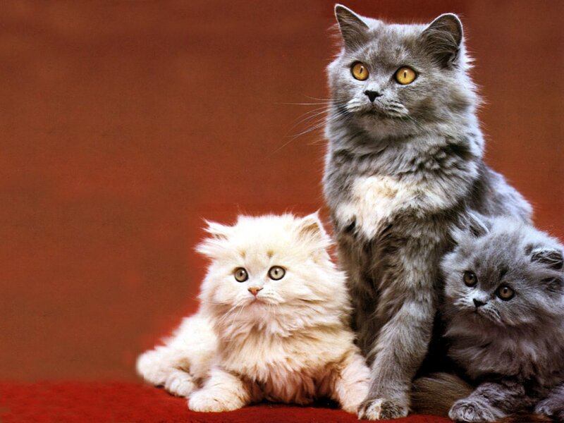 Three Fluffy Cats