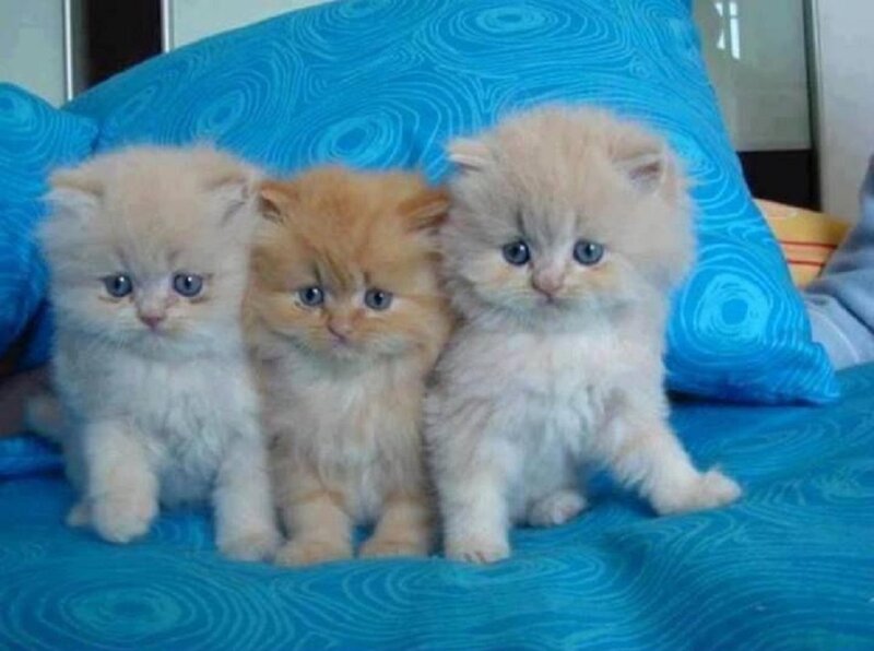 Three Fluffy Kittens — Blue