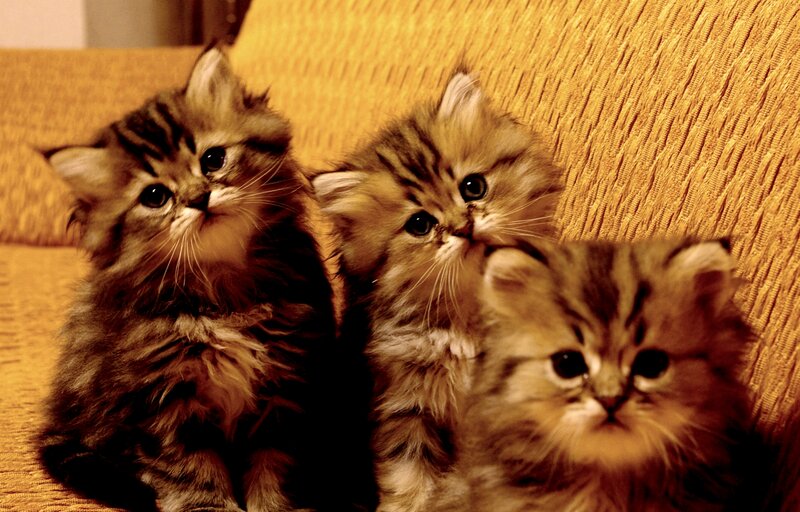 Three Fluffy Kittens — Brown, Calm, Photograph, Couch
