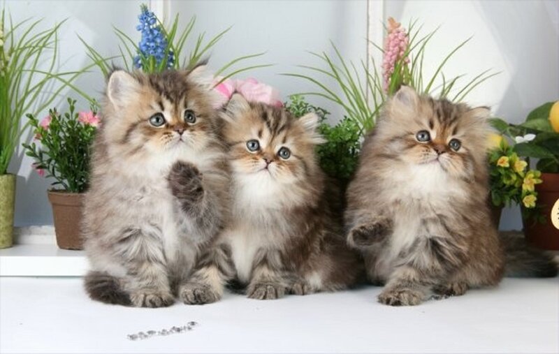Three Fluffy Kittens — Brown, Calm, Photograph, Potted Plants