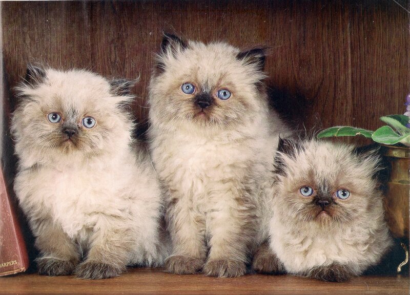 Three Fluffy Kittens — Brown, Calm, Photograph