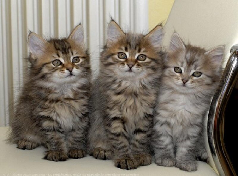 Three Fluffy Kittens — Brown, Calm