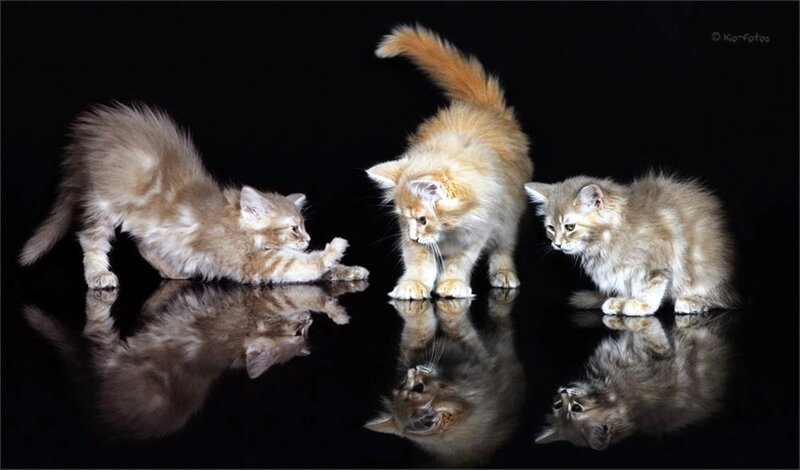 Three Fluffy Kittens — Brown, Dramatic