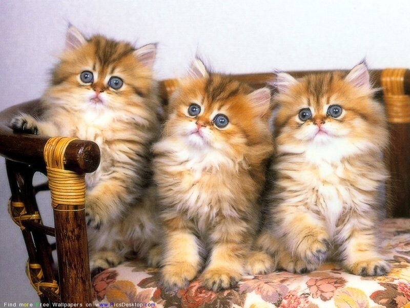 Three Fluffy Kittens — Brown, Innocent