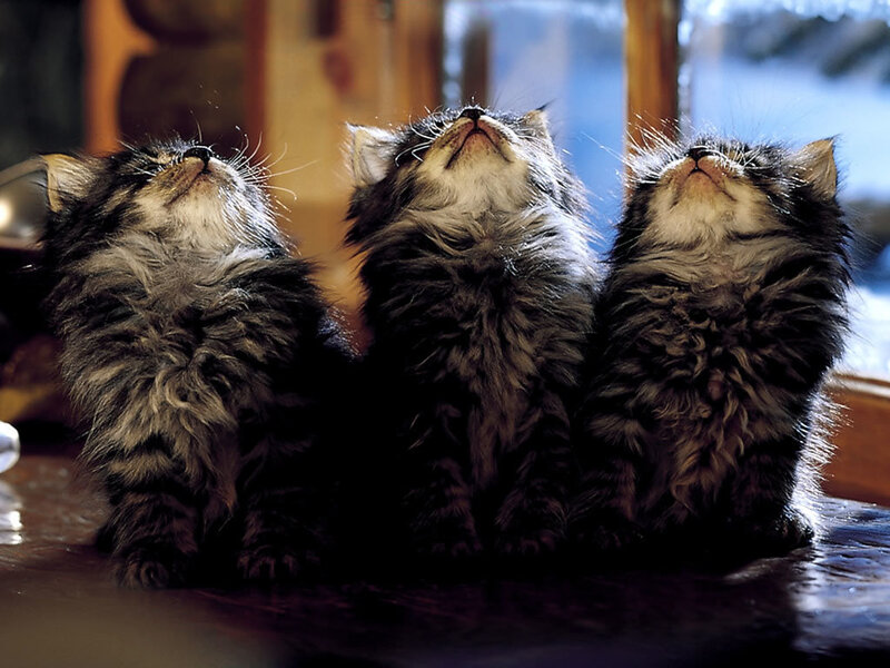 Three Fluffy Kittens — Brown