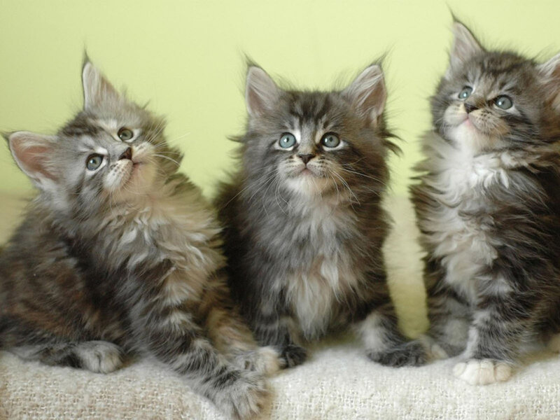 Three Fluffy Kittens — Gray, Calm, Photograph, Fabric