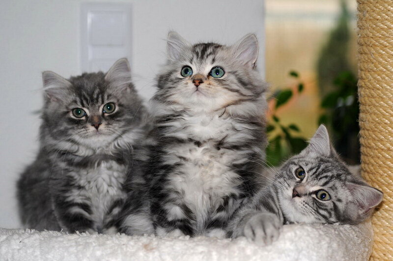 Three Fluffy Kittens — Gray, Calm, Photograph