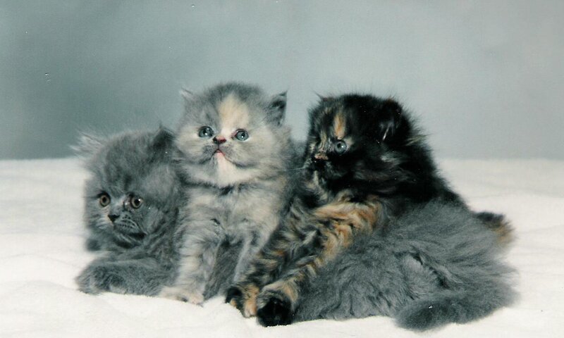 Three Fluffy Kittens — Gray, Calm