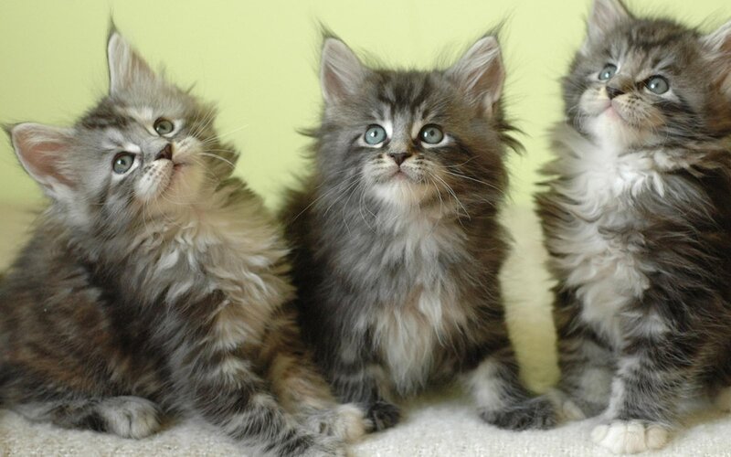 Three Fluffy Kittens — Gray, Innocent, Photograph, Green Wall