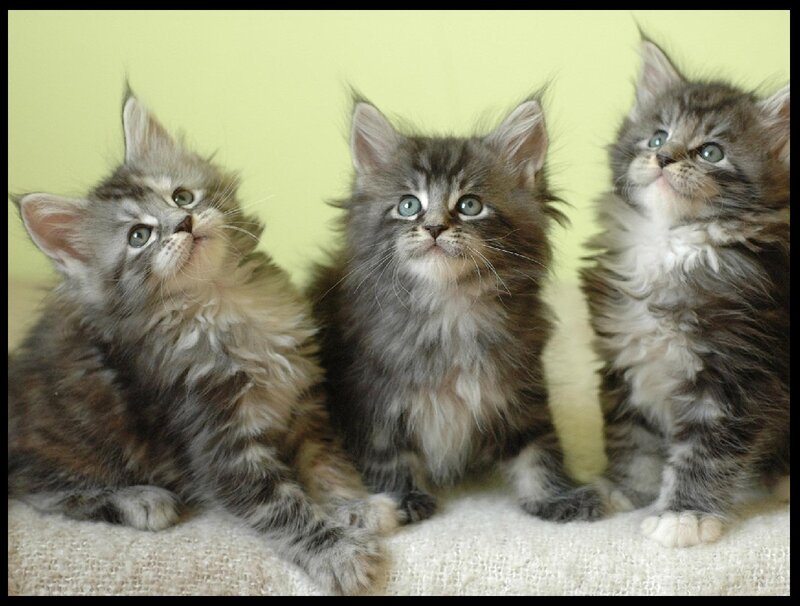 Three Fluffy Kittens — Gray, Innocent, Photograph