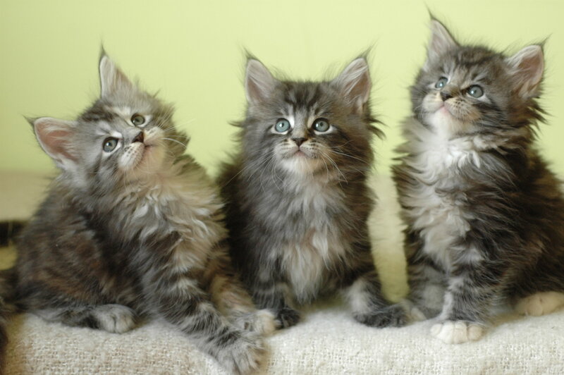 Three Fluffy Kittens — Gray, Innocent